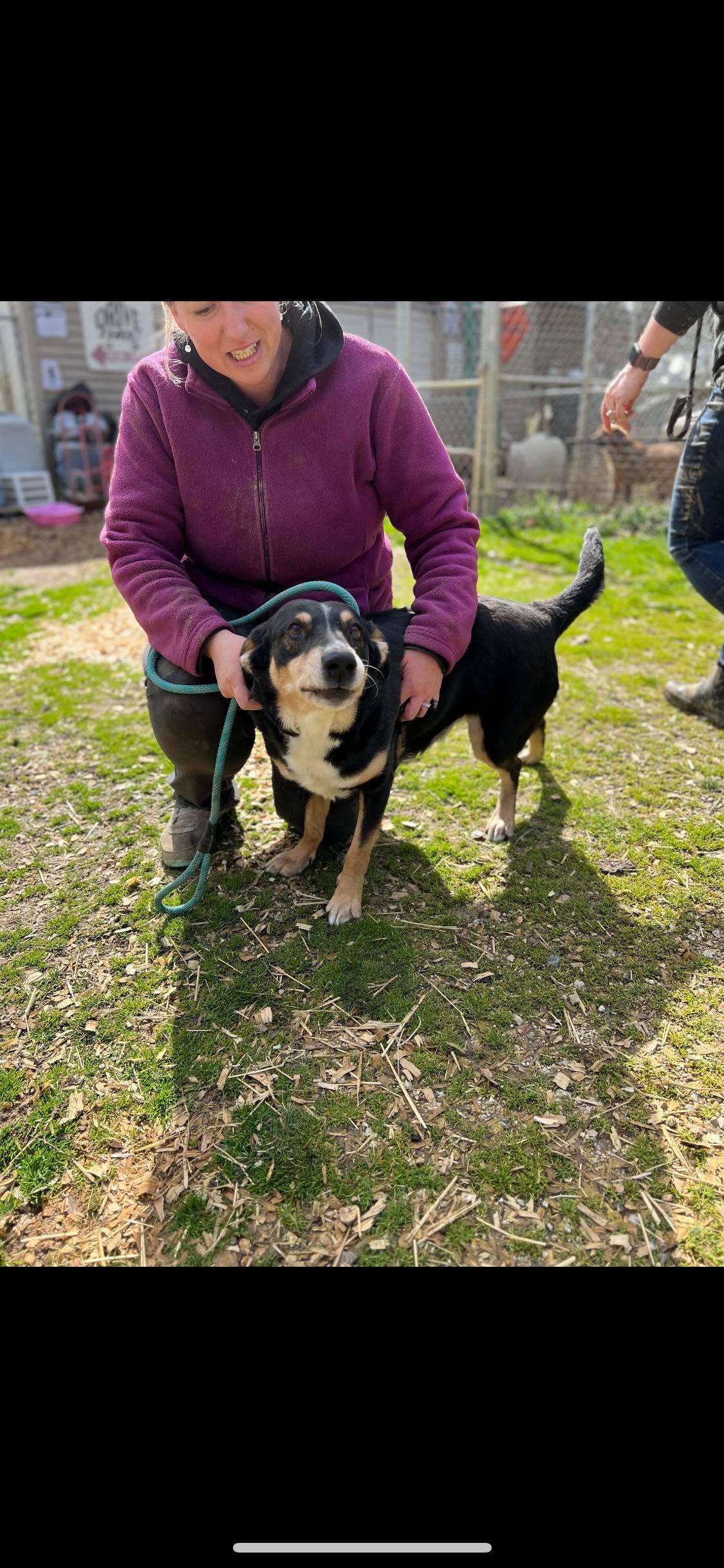 Cece, a Adoptable mixed breed in Greenfield, TN image 5/10