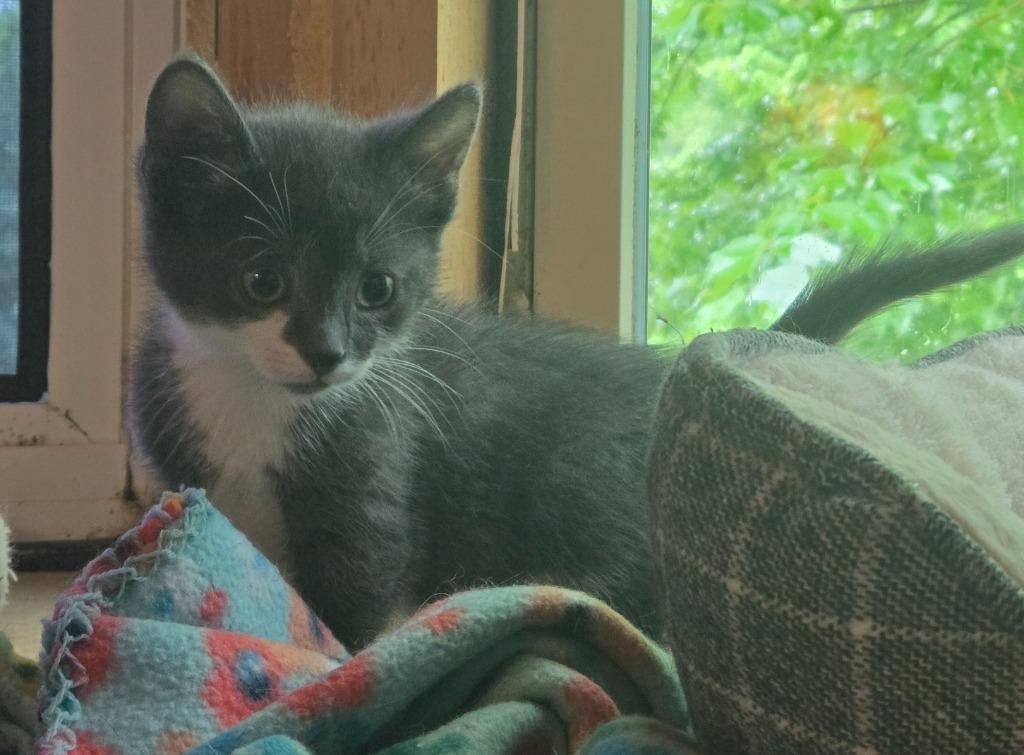 Plankton, Adoptable, Kitten Male Domestic Short Hair.