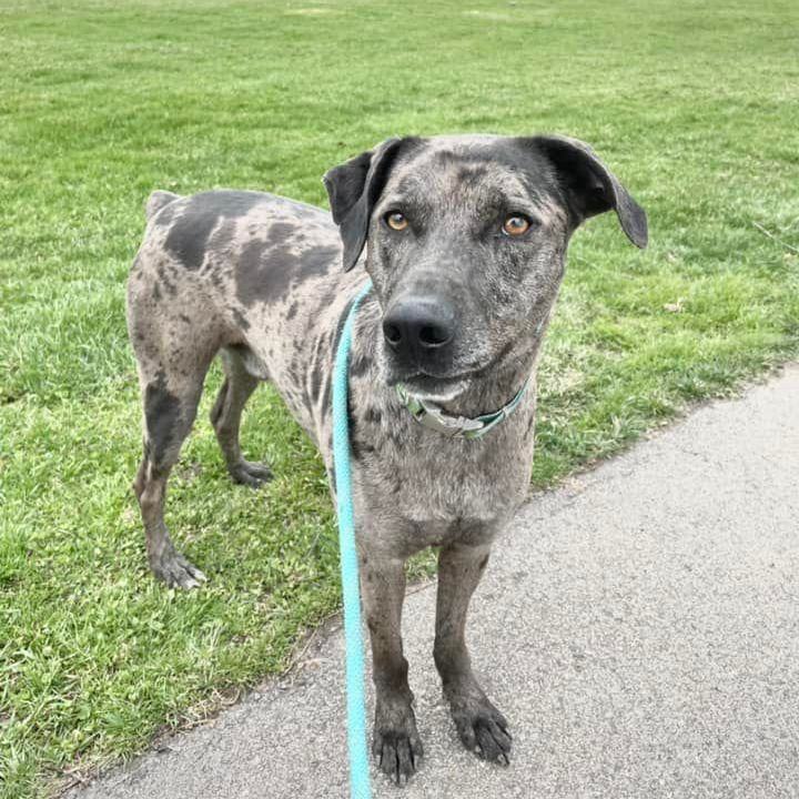 Duke, Adoptable, Adult Male Catahoula Leopard Dog.