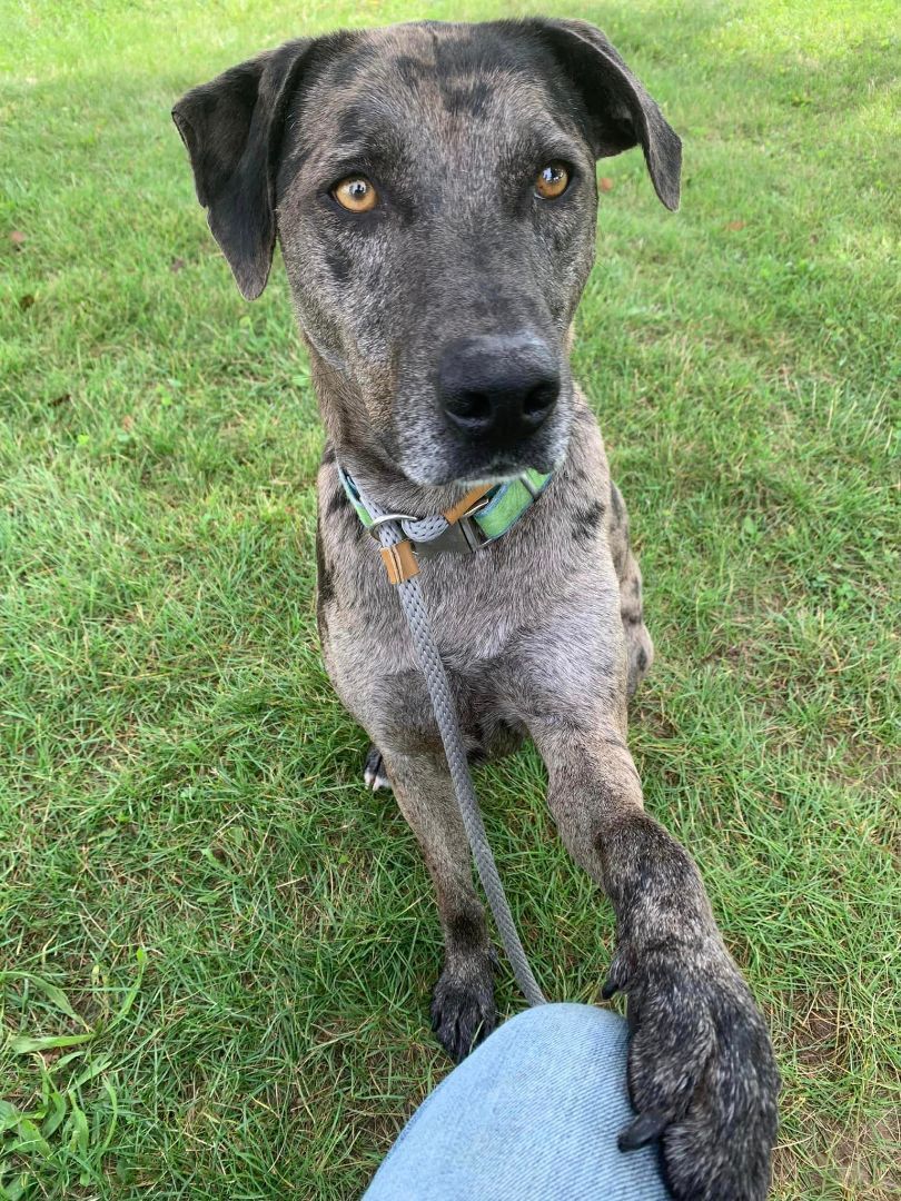 Enlarge Duke, a Adoptable mixed breed in Lake Odessa, MI image 2/12