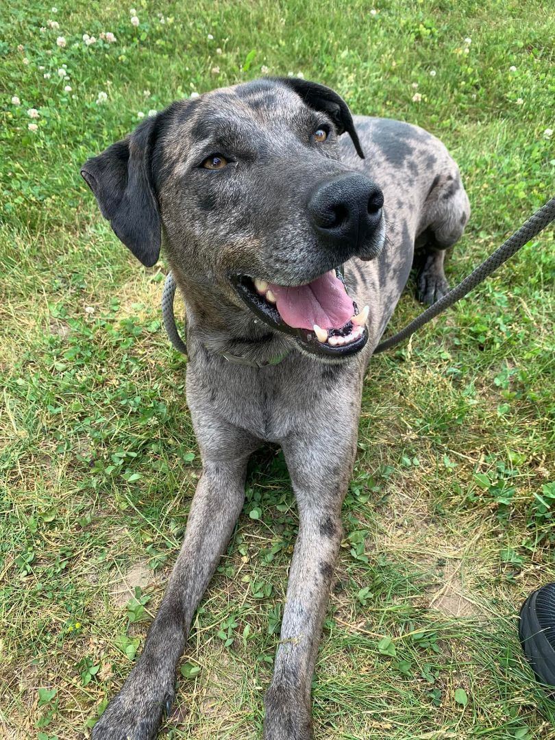 Enlarge Duke, a Adoptable mixed breed in Lake Odessa, MI image 3/12