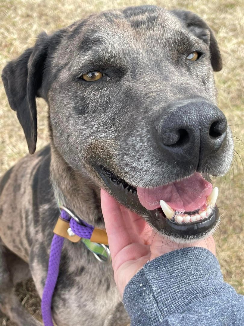 Enlarge Duke, a Adoptable mixed breed in Lake Odessa, MI image 5/12