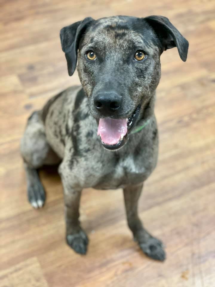 Enlarge Duke, a Adoptable mixed breed in Lake Odessa, MI image 6/12