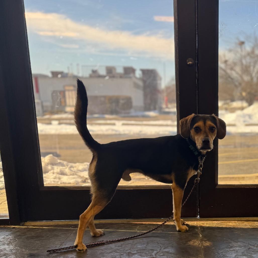 Enlarge Bucky, a Adoptable mixed breed in Springboro, OH image 2/6