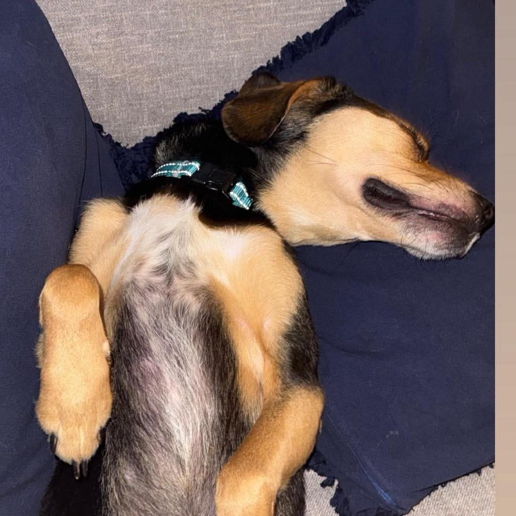 Enlarge Bucky, a Adoptable mixed breed in Springboro, OH image 3/6