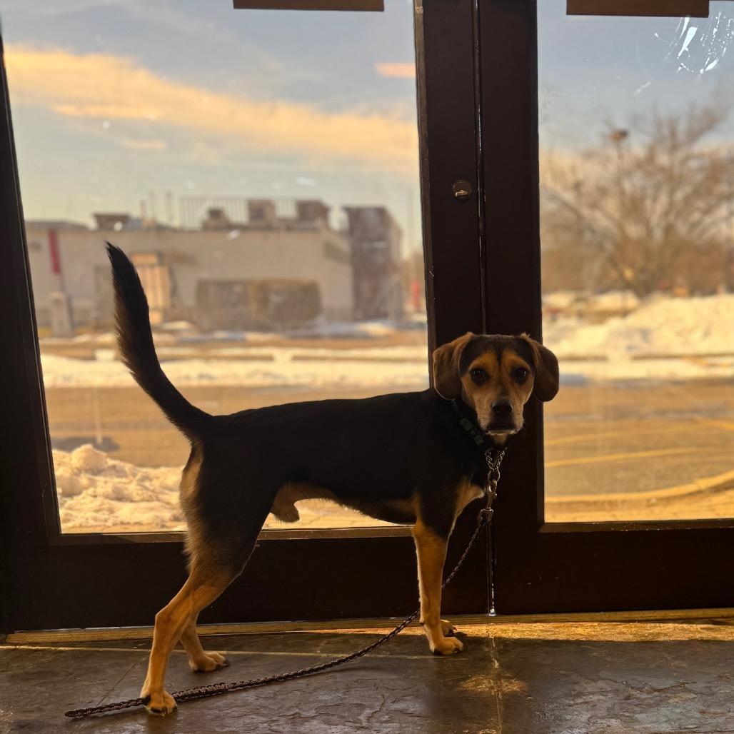 Enlarge Bucky, a Adoptable mixed breed in Springboro, OH image 4/6