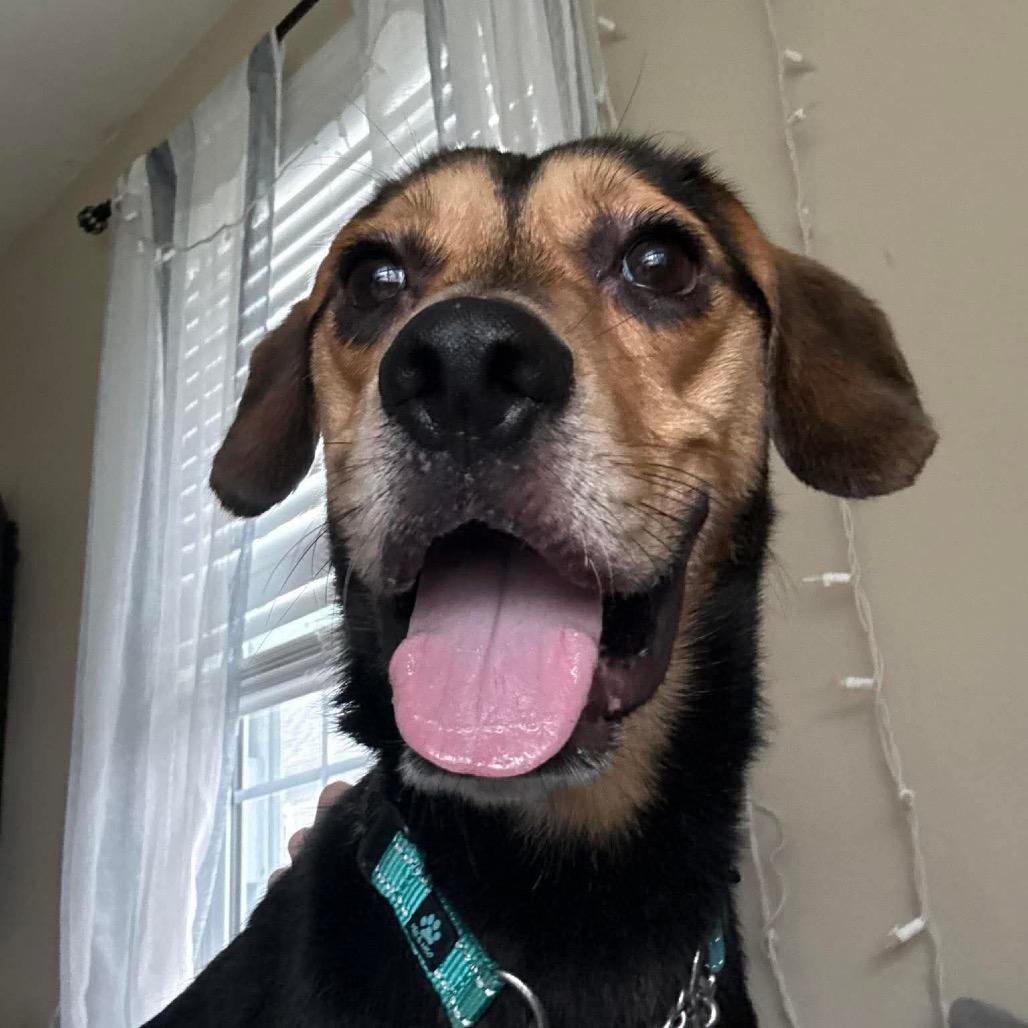 Enlarge Bucky, a Adoptable mixed breed in Springboro, OH image 5/6