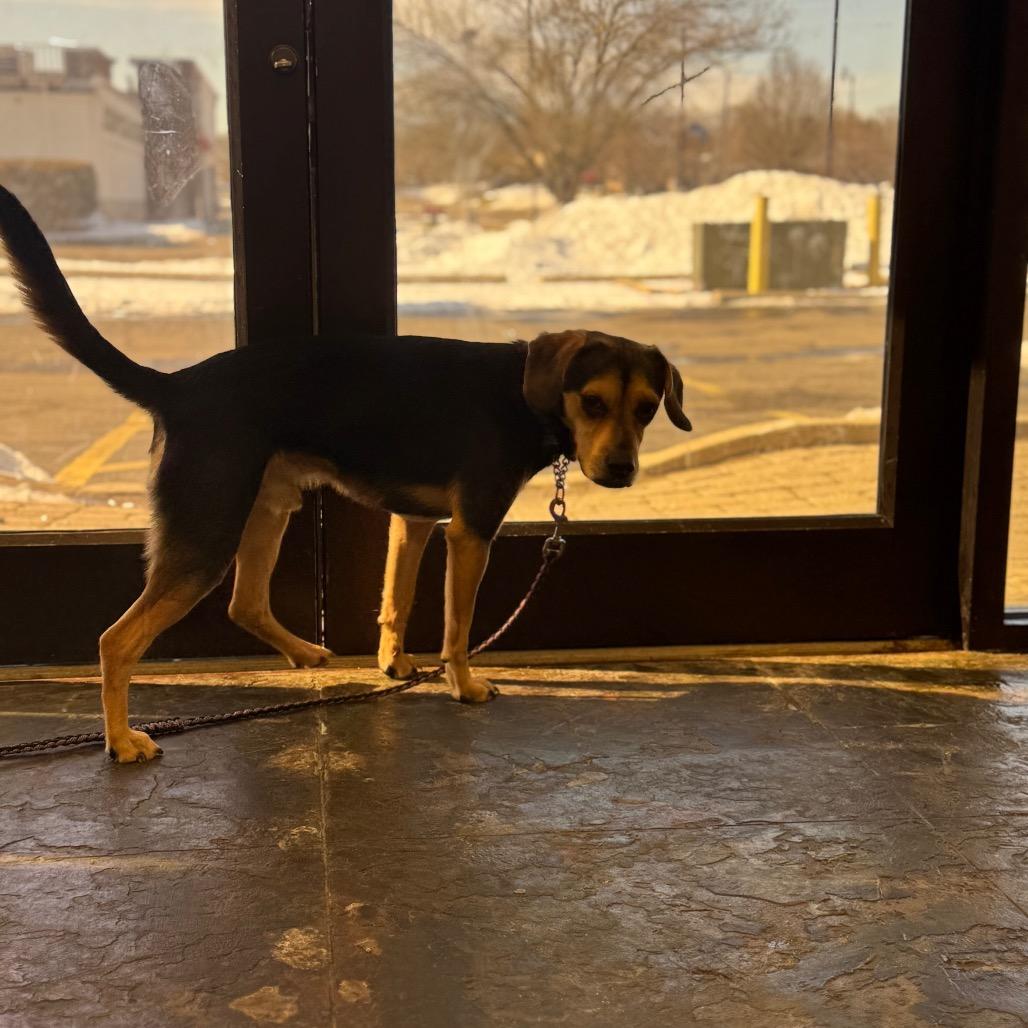 Enlarge Bucky, a Adoptable mixed breed in Springboro, OH image 6/6