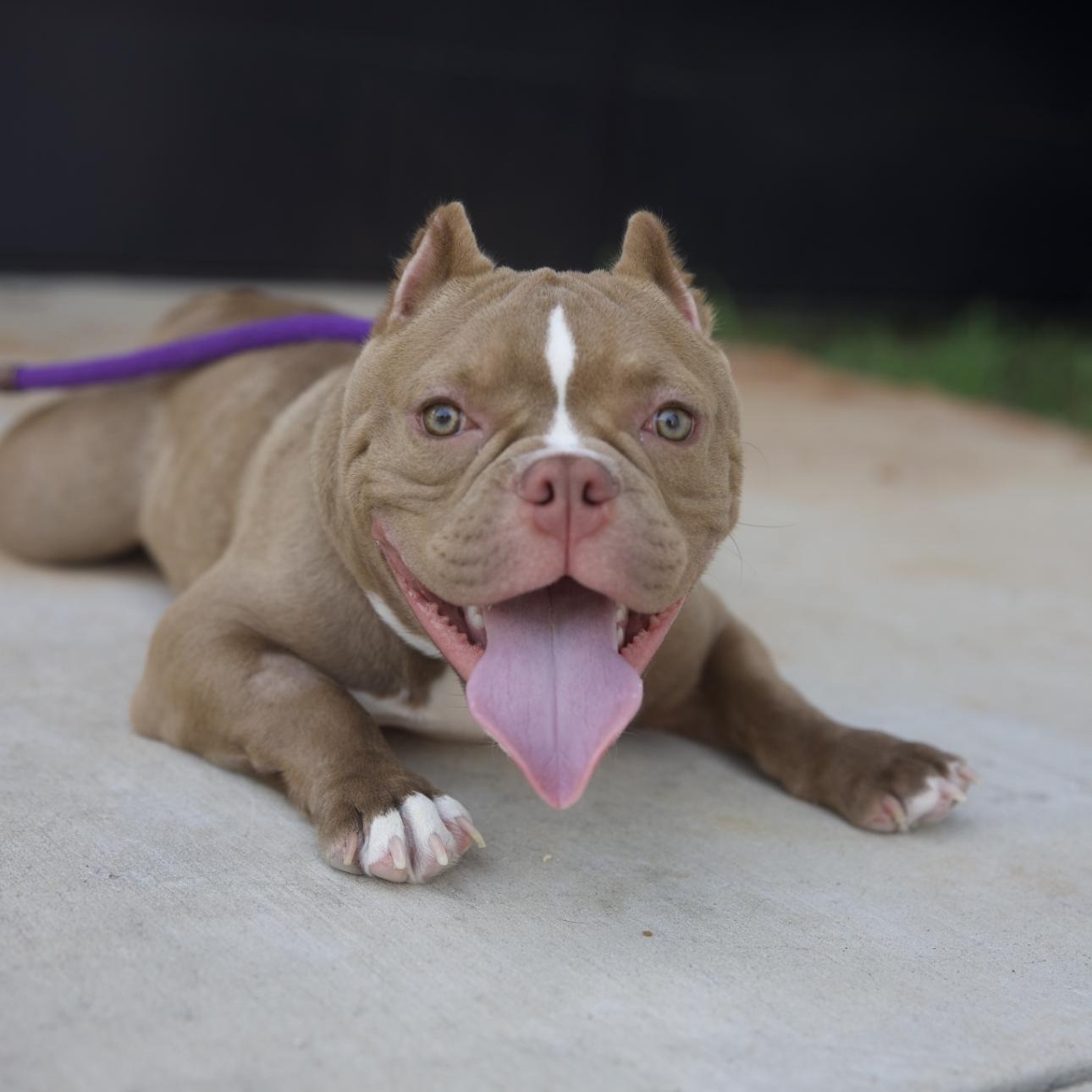 Enlarge Mr. Boss, a Adopted American Bully in magnolia, TX image 1/3
