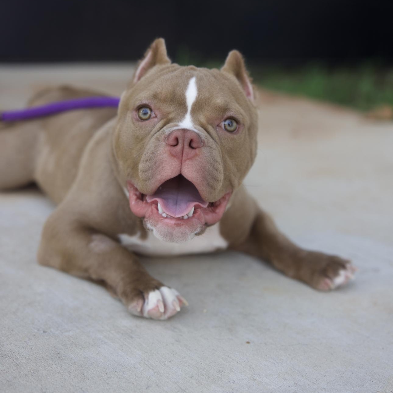 Mr. Boss, Adopted, Puppy Male American Bully.