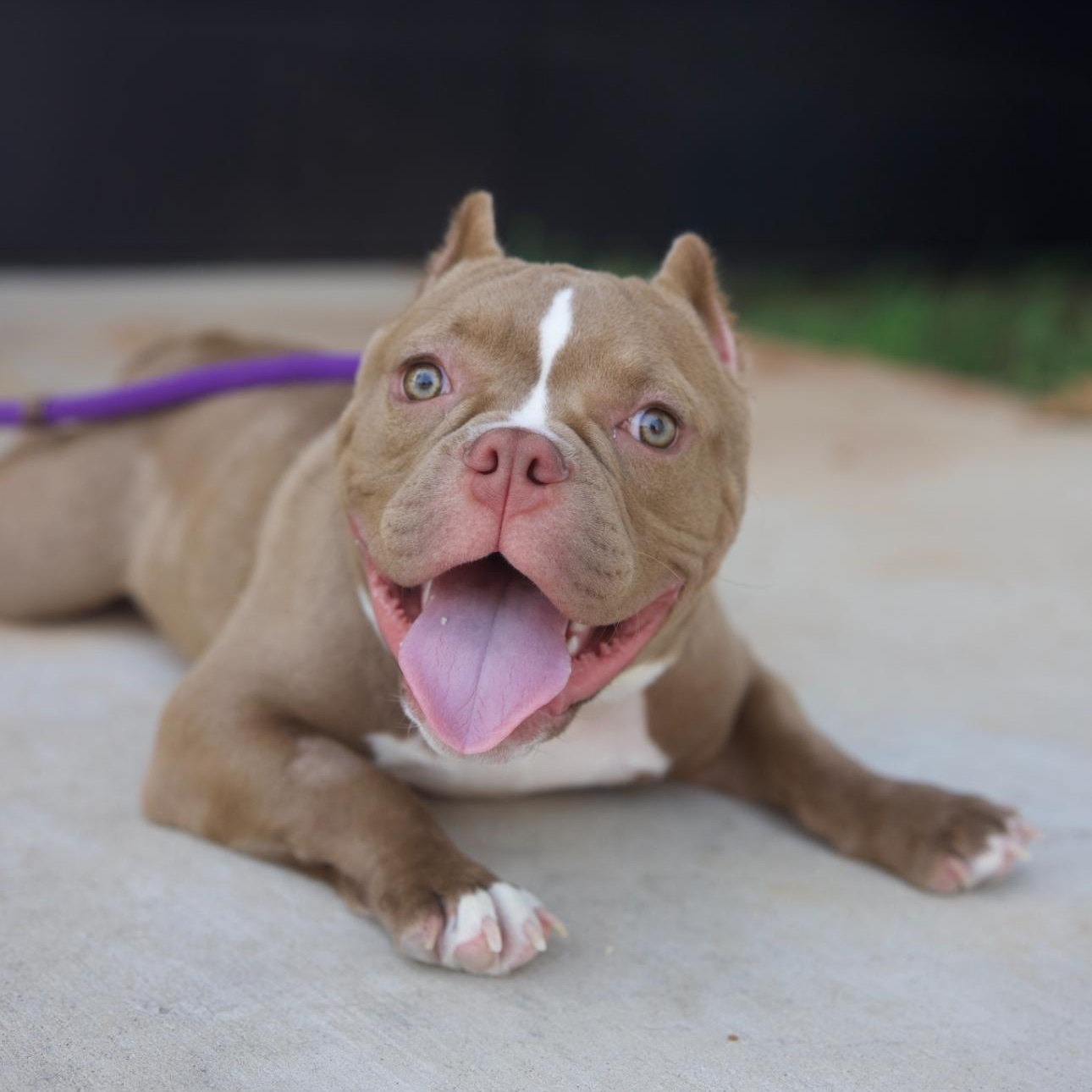 Enlarge Mr. Boss, a Adopted American Bully in magnolia, TX image 3/3