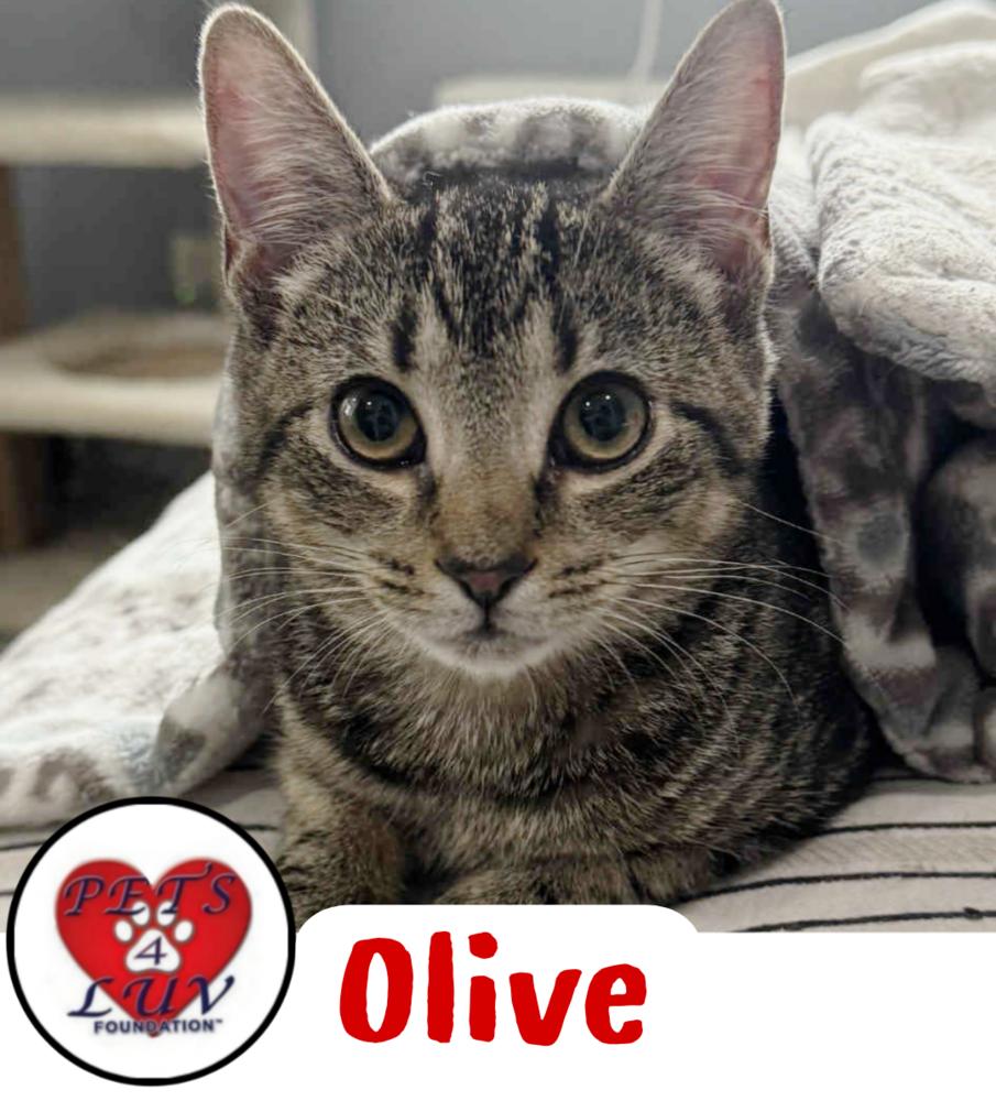 Olive Bethpage, Adoptable, Kitten Female Domestic Short Hair.