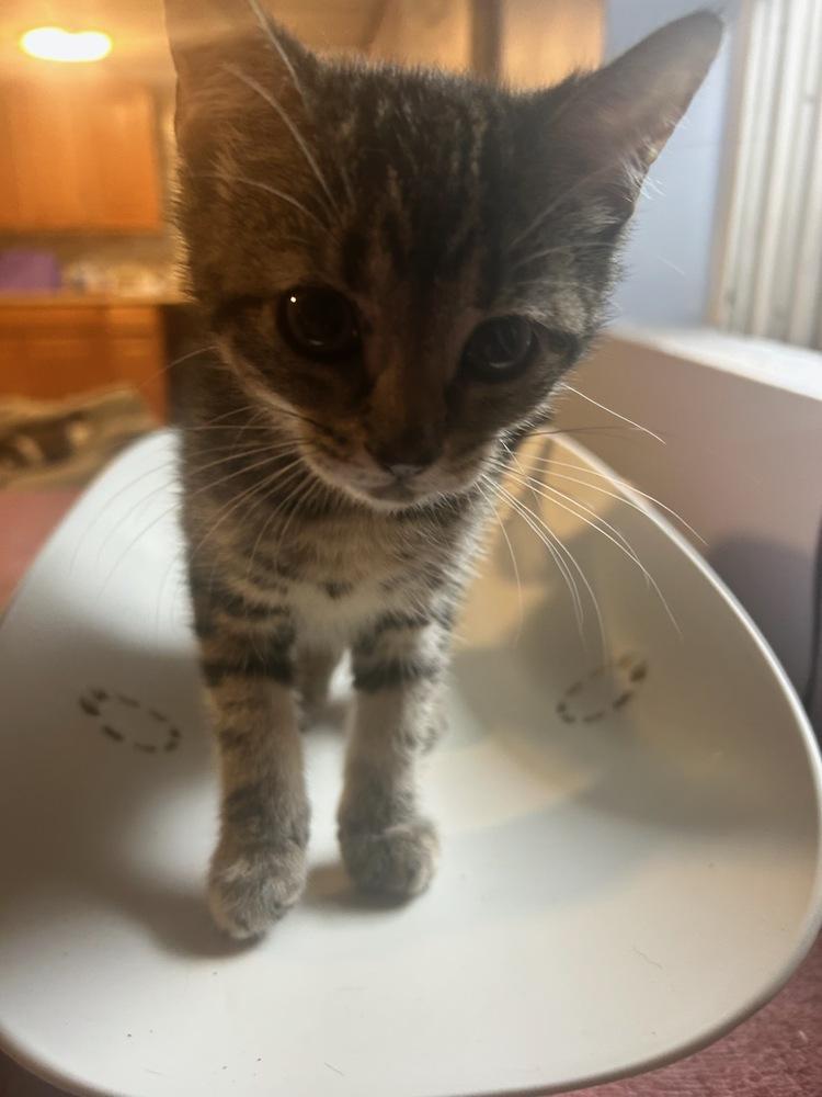 Enlarge Olive Bethpage, a Adoptable mixed breed in Westbury, NY image 2/2