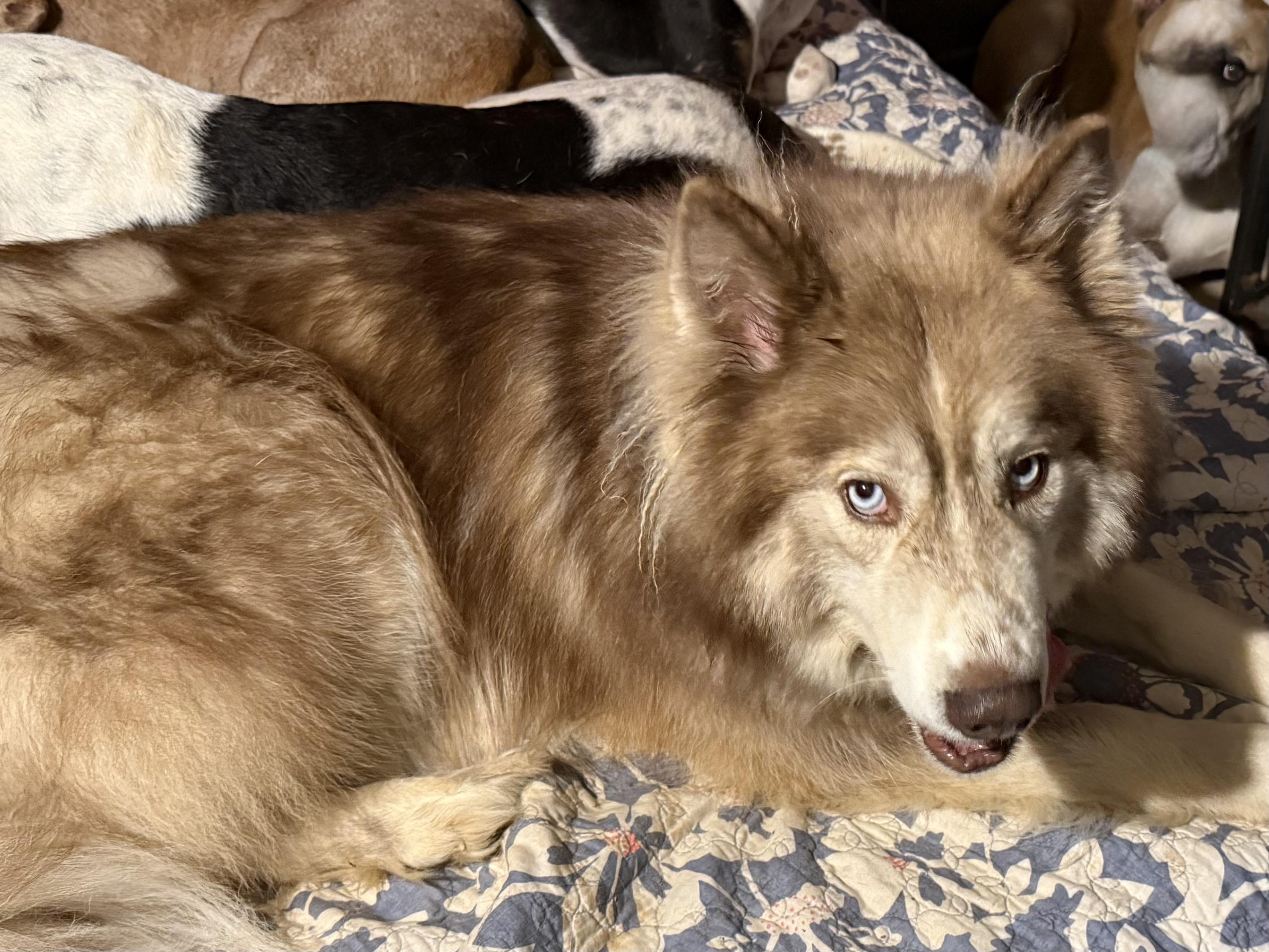 Tricksy, Adopted, Adult Female Alaskan Malamute & Siberian Husky.