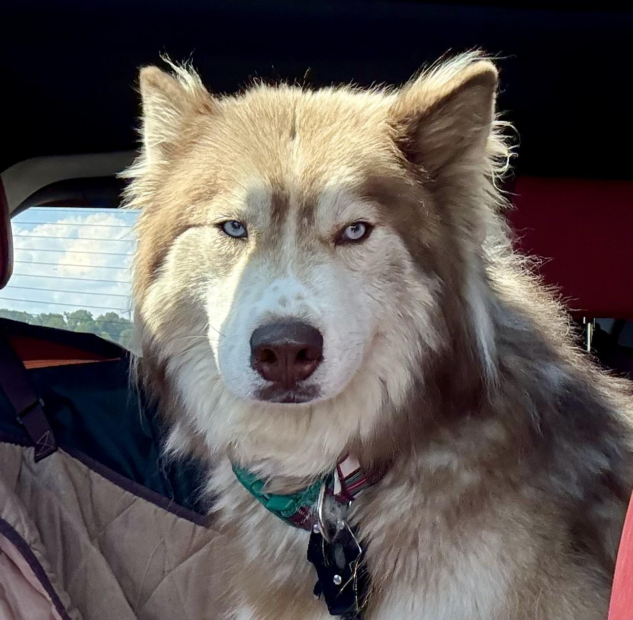 Enlarge Tricksy, a Adopted mixed breed in Bakersville, NC image 2/5