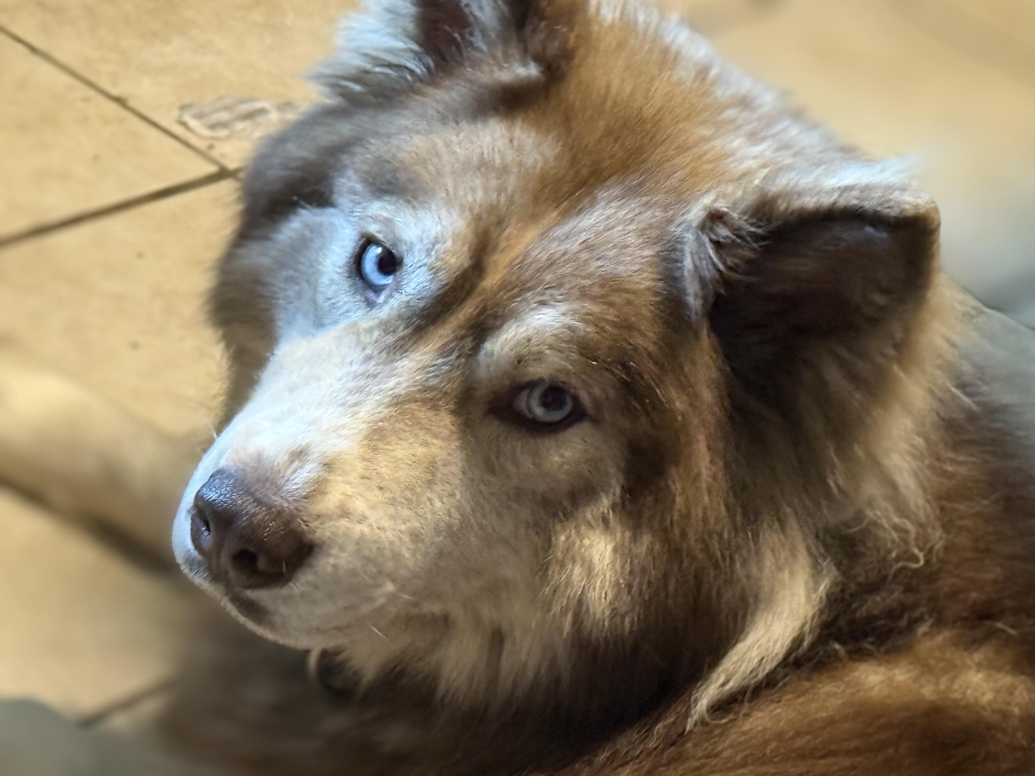 Enlarge Tricksy, a Adopted mixed breed in Bakersville, NC image 3/5