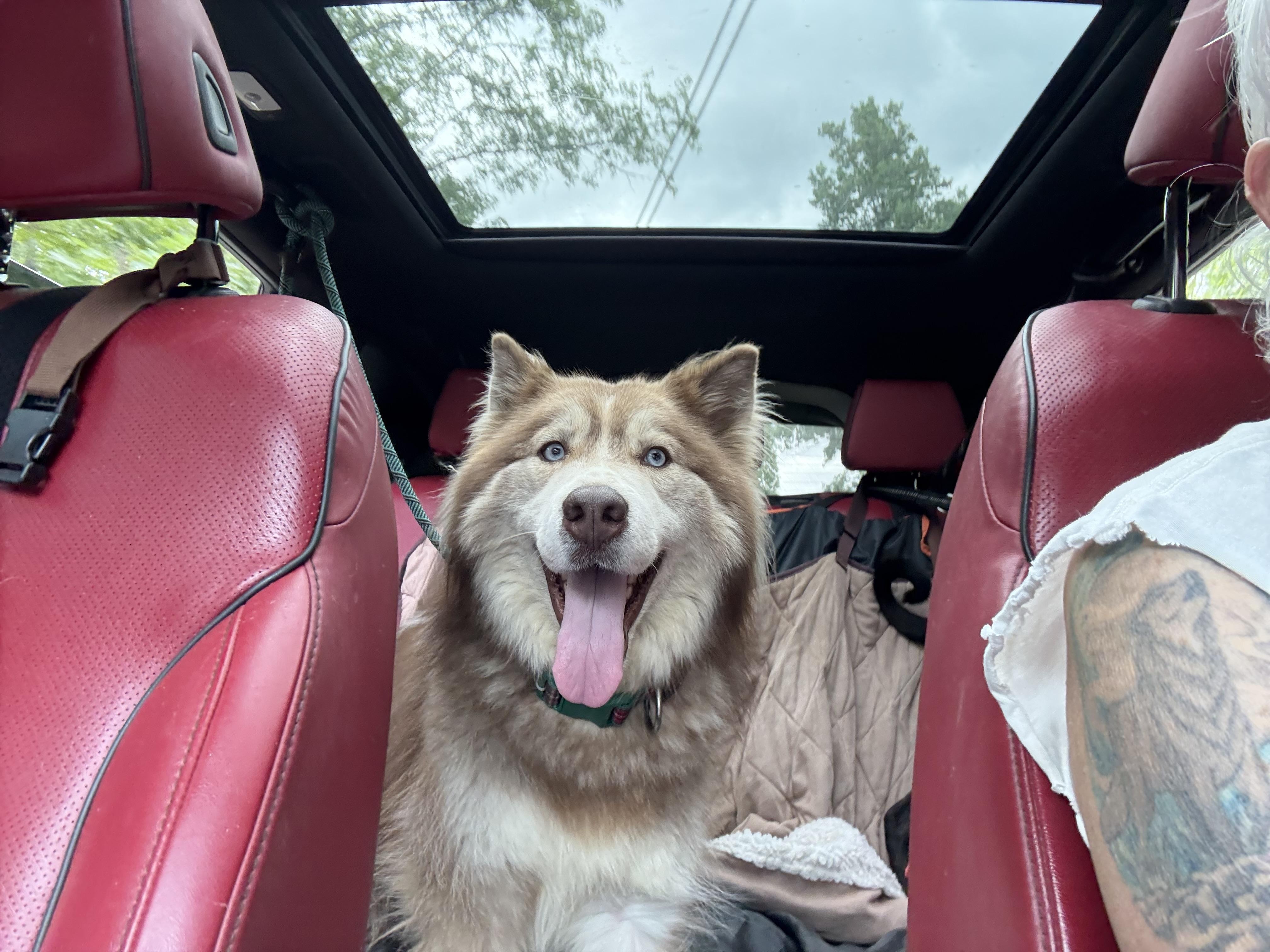 Enlarge Tricksy, a Adopted mixed breed in Bakersville, NC image 4/5