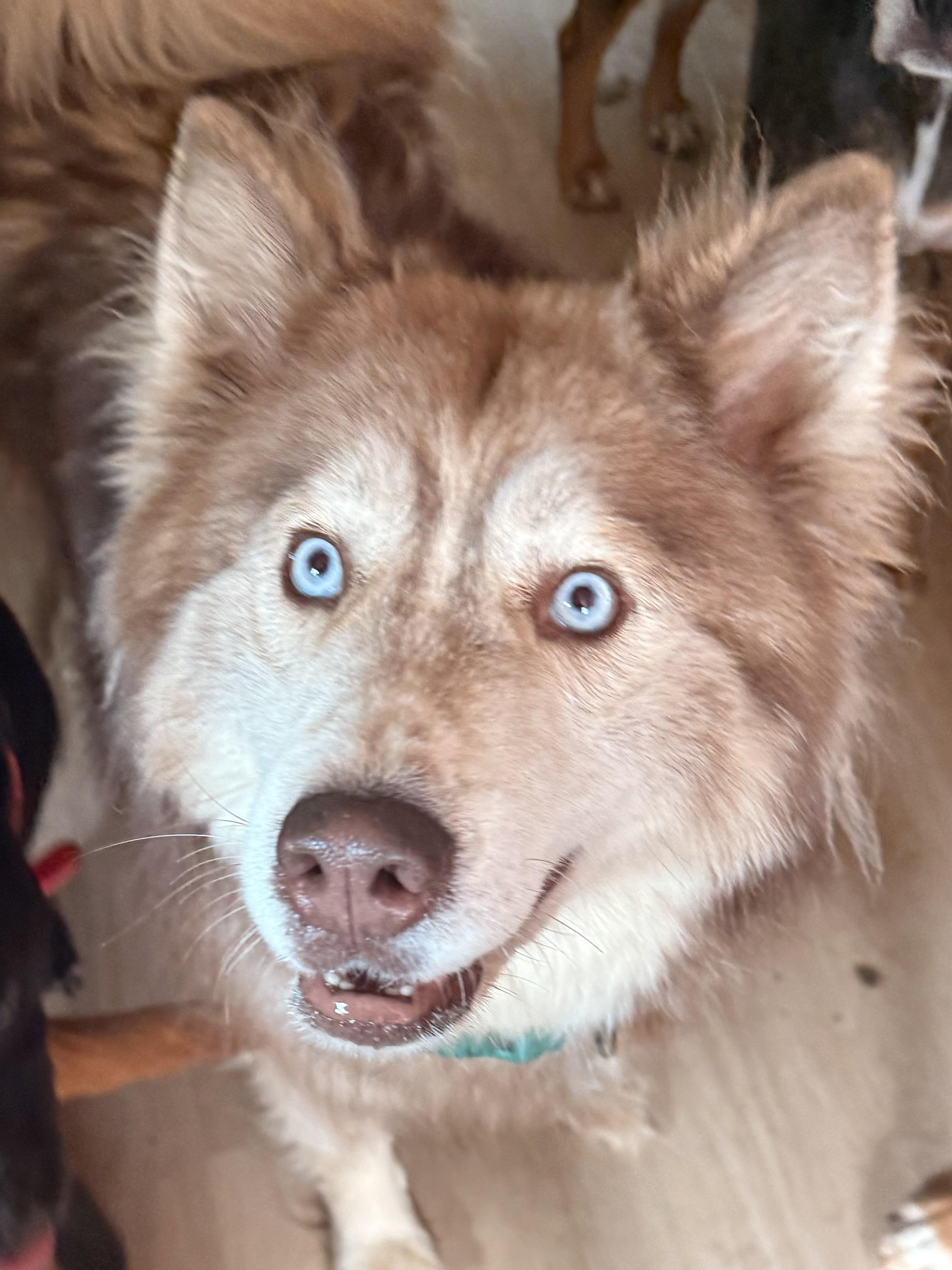 Enlarge Tricksy, a Adopted mixed breed in Bakersville, NC image 5/5