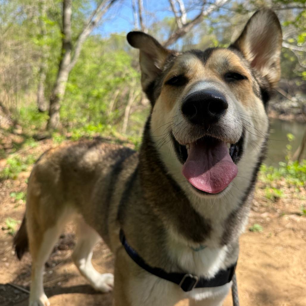 Nora, Adoptable, Adult Female Husky.