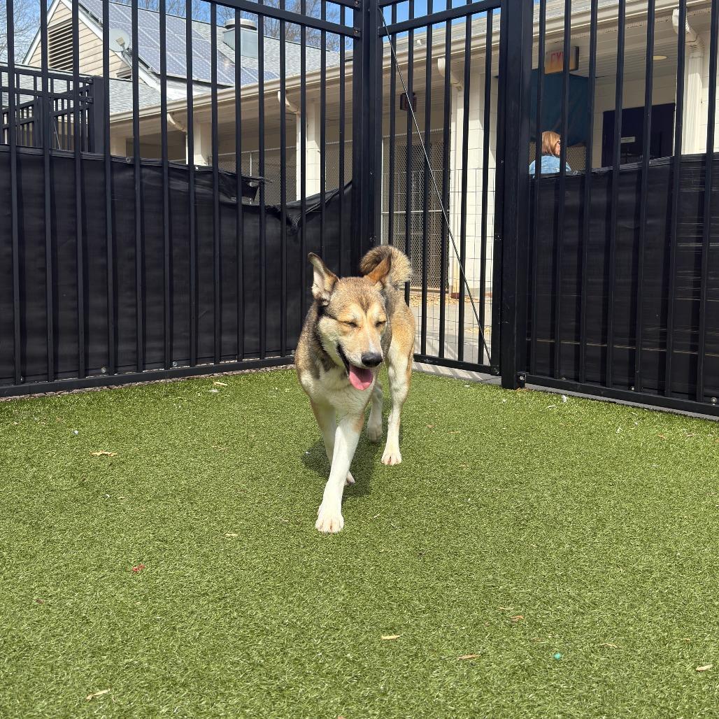 Nora, a Adoptable Husky in Charlottesville, VA image 2/6
