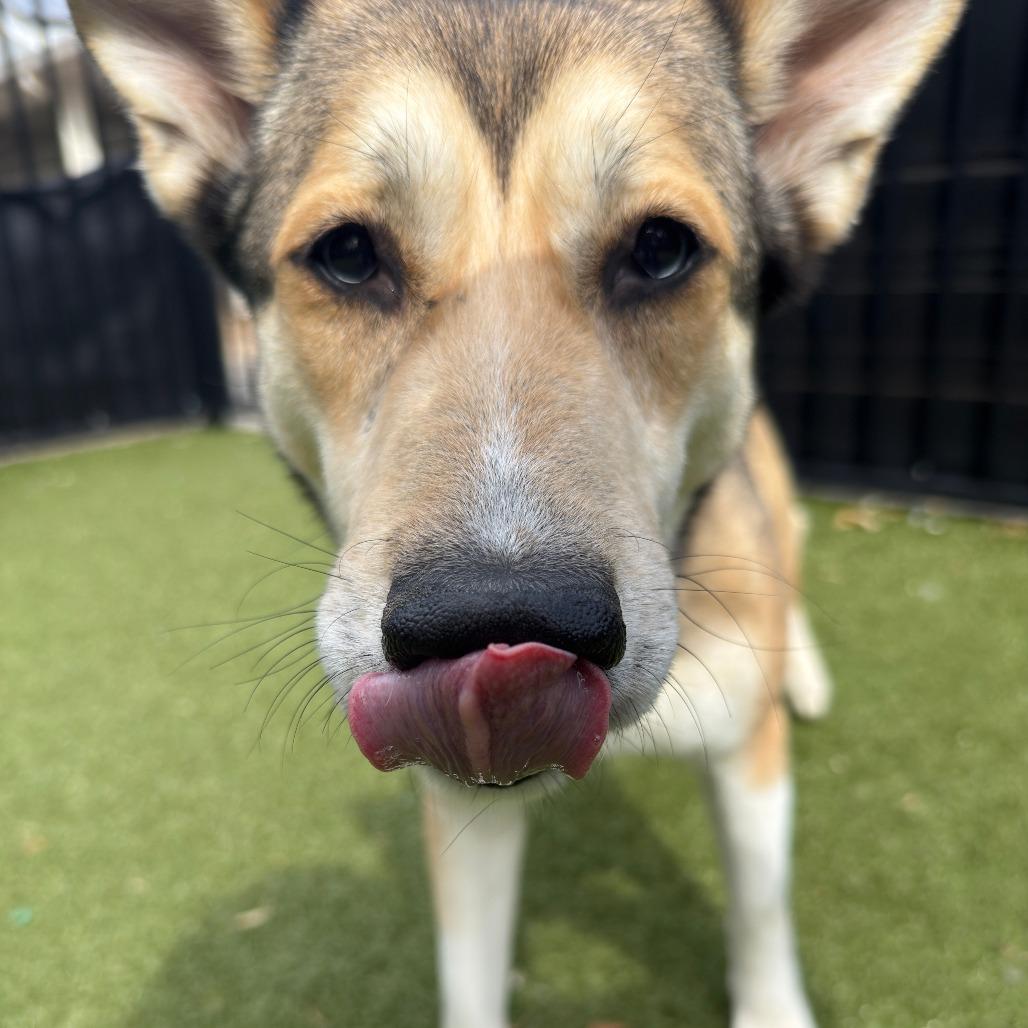 Nora, a Adoptable Husky in Charlottesville, VA image 3/6