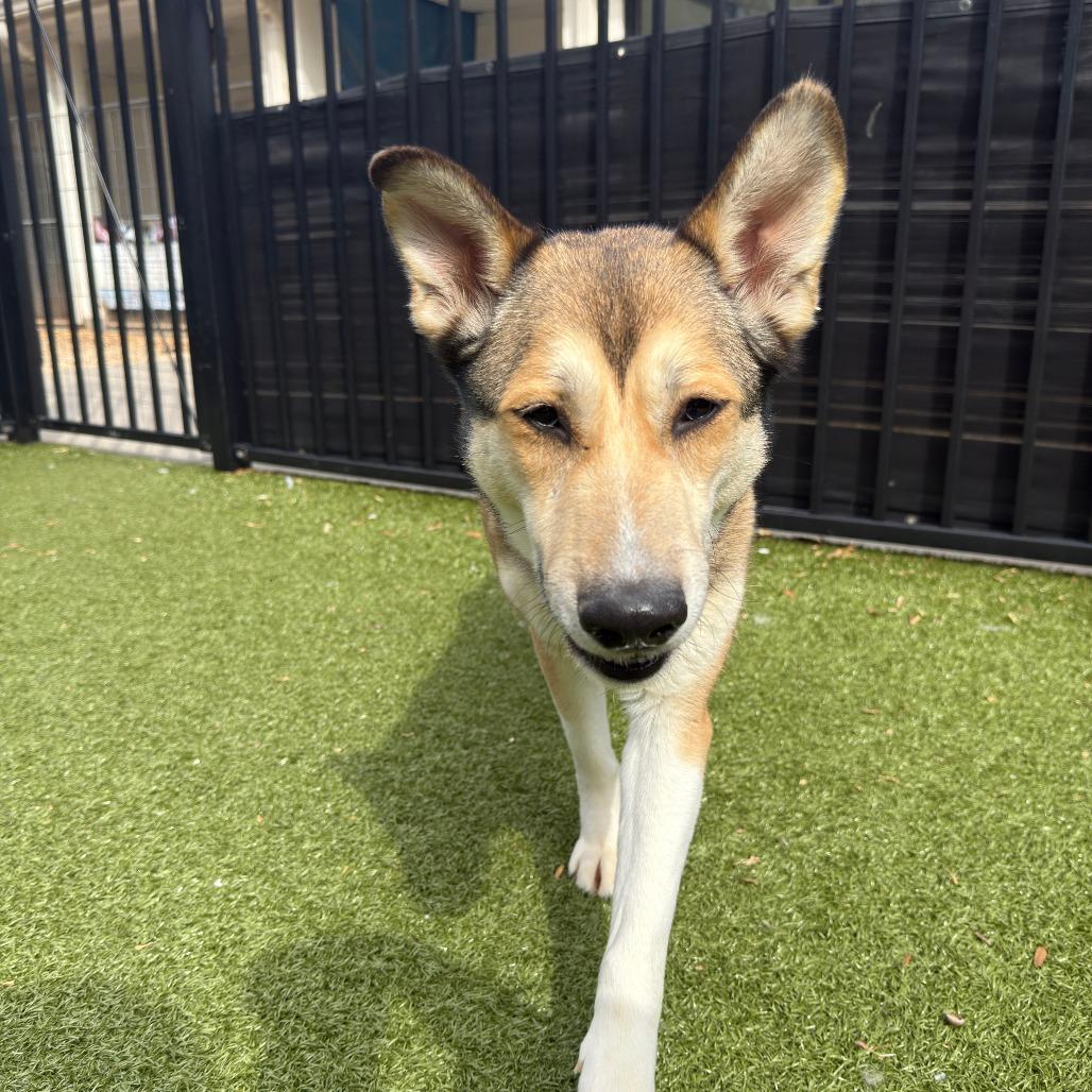 Nora, a Adoptable Husky in Charlottesville, VA image 4/6