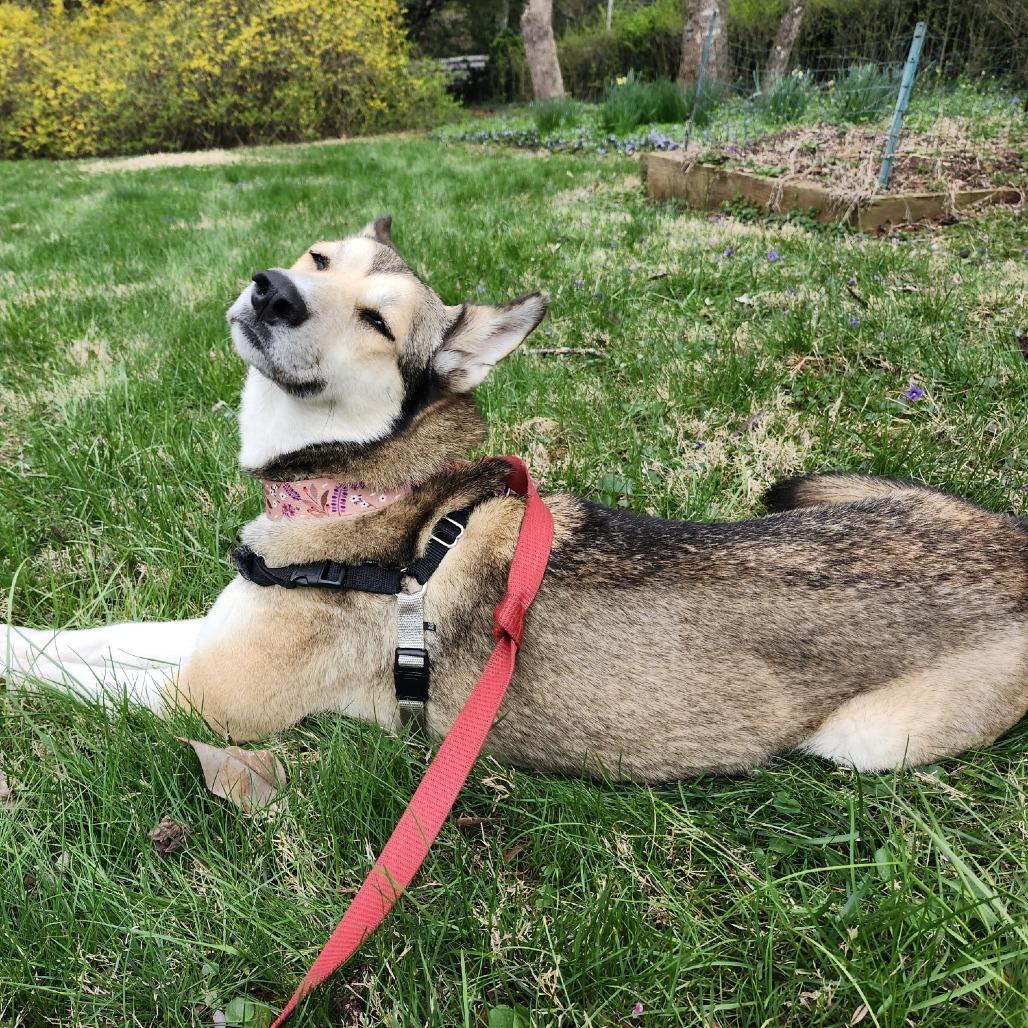 Nora, a Adoptable Husky in Charlottesville, VA image 5/6