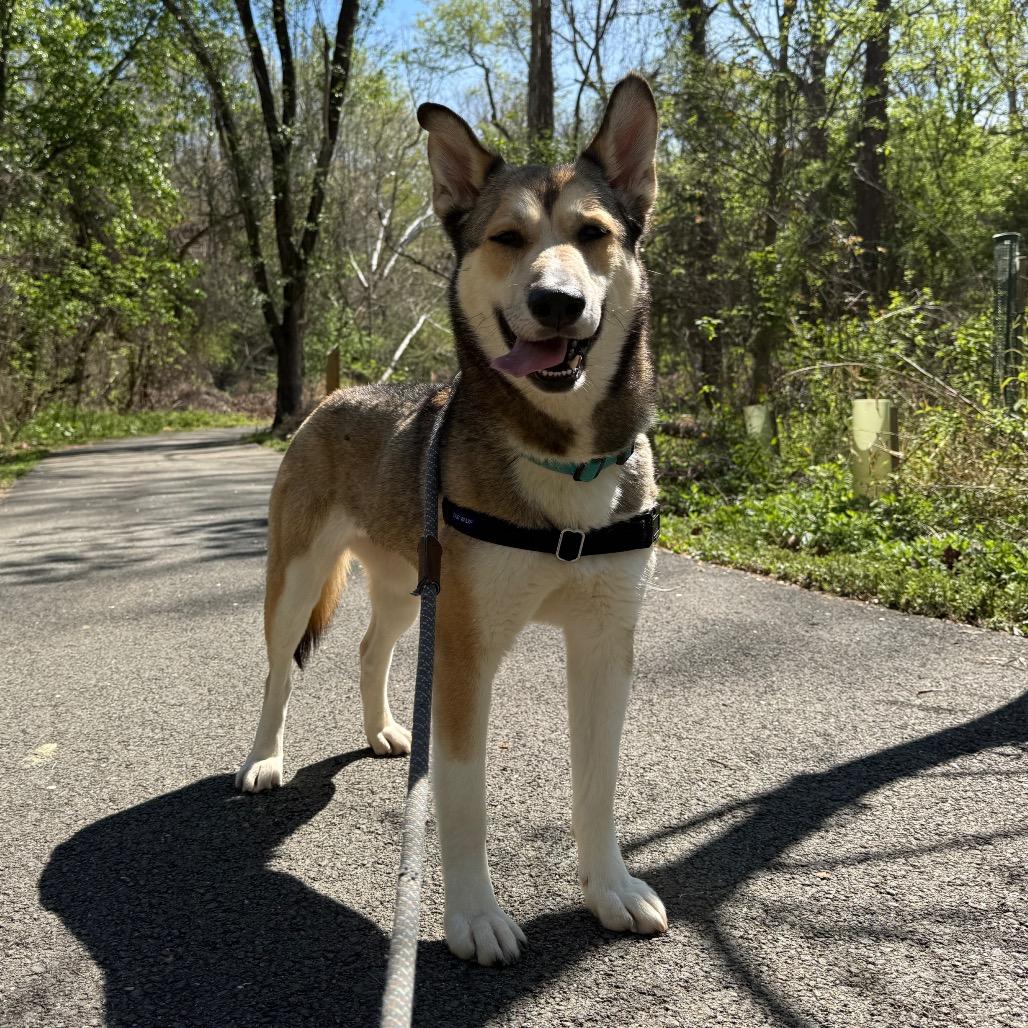Nora, a Adoptable Husky in Charlottesville, VA image 6/6