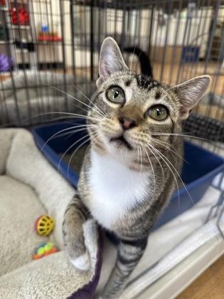 Candy Apple 51478, adoptable, Young Female Domestic Short Hair.