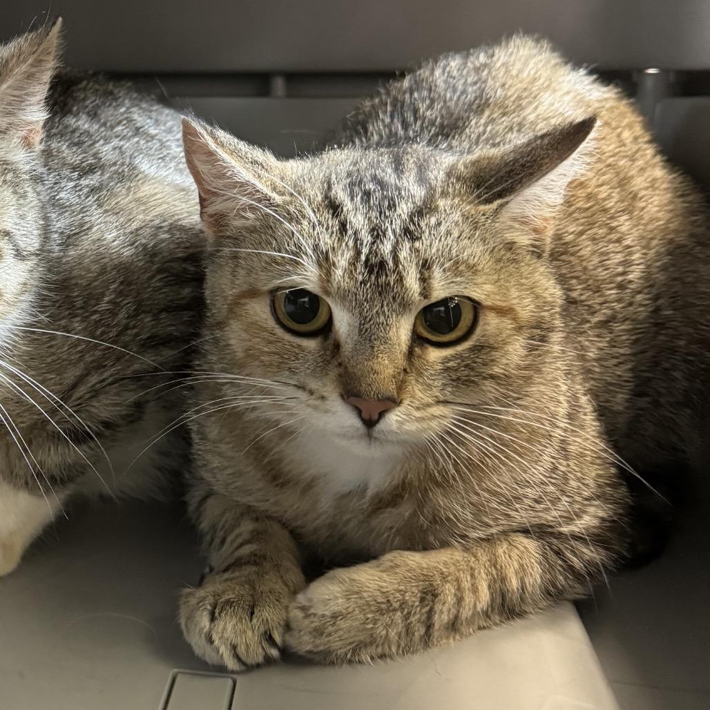 Enlarge Koda, a Adoptable Domestic Short Hair in Roanoke, VA image 1/1