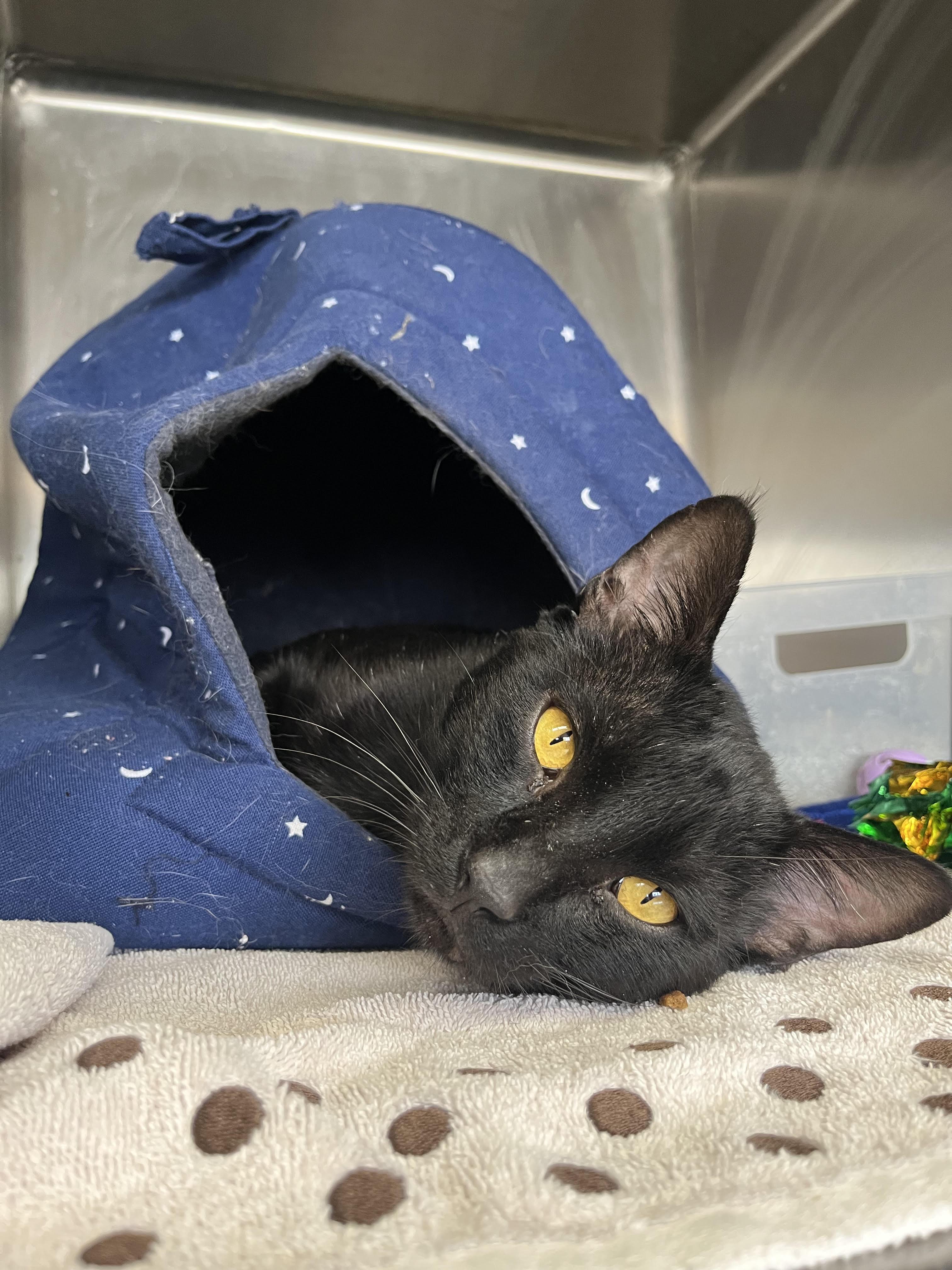 Enlarge Gargoyle, a ADOPTABLE Domestic Short Hair in Washington, UT image 1/1