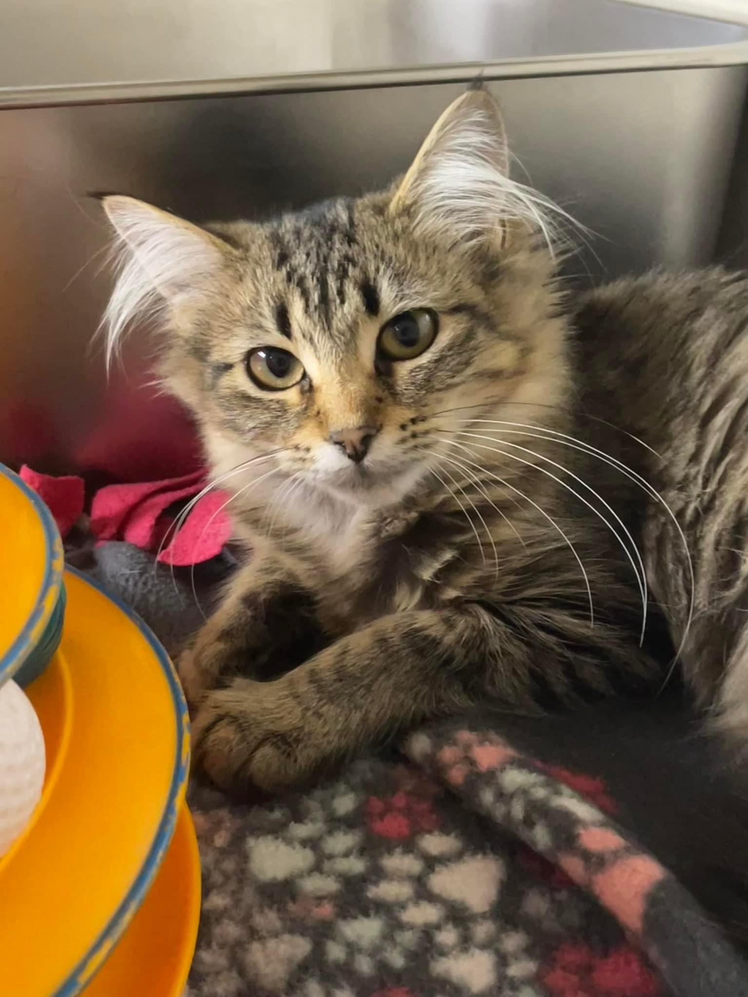 Cat for adoption Prism, a Domestic Long Hair in Grand Rapids, MI