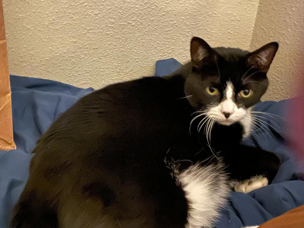 Louie, Adoptable, Young Male Domestic Medium Hair.