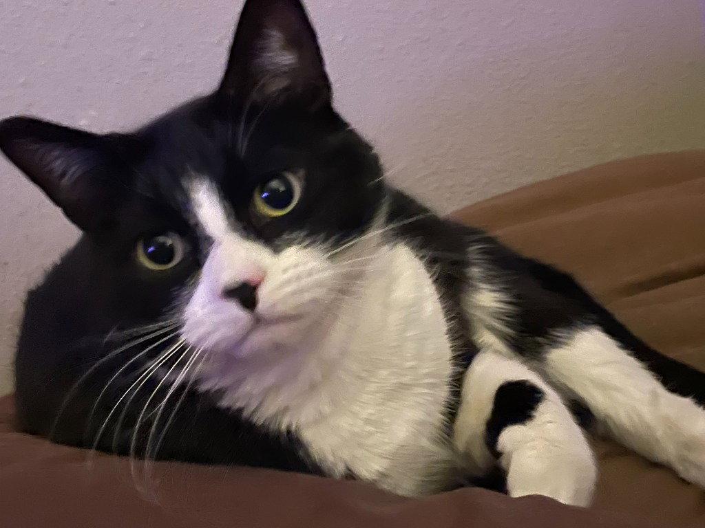 Enlarge Louie, a Adoptable Domestic Medium Hair in Battle Ground, WA image 2/3