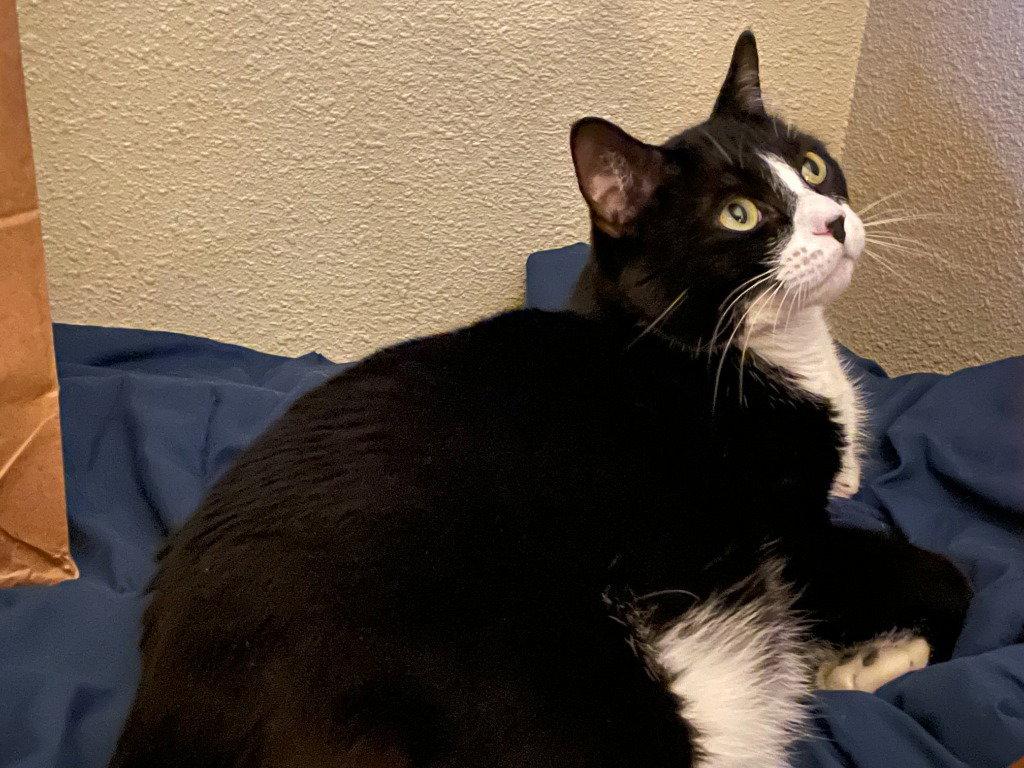 Enlarge Louie, a Adoptable Domestic Medium Hair in Battle Ground, WA image 3/3