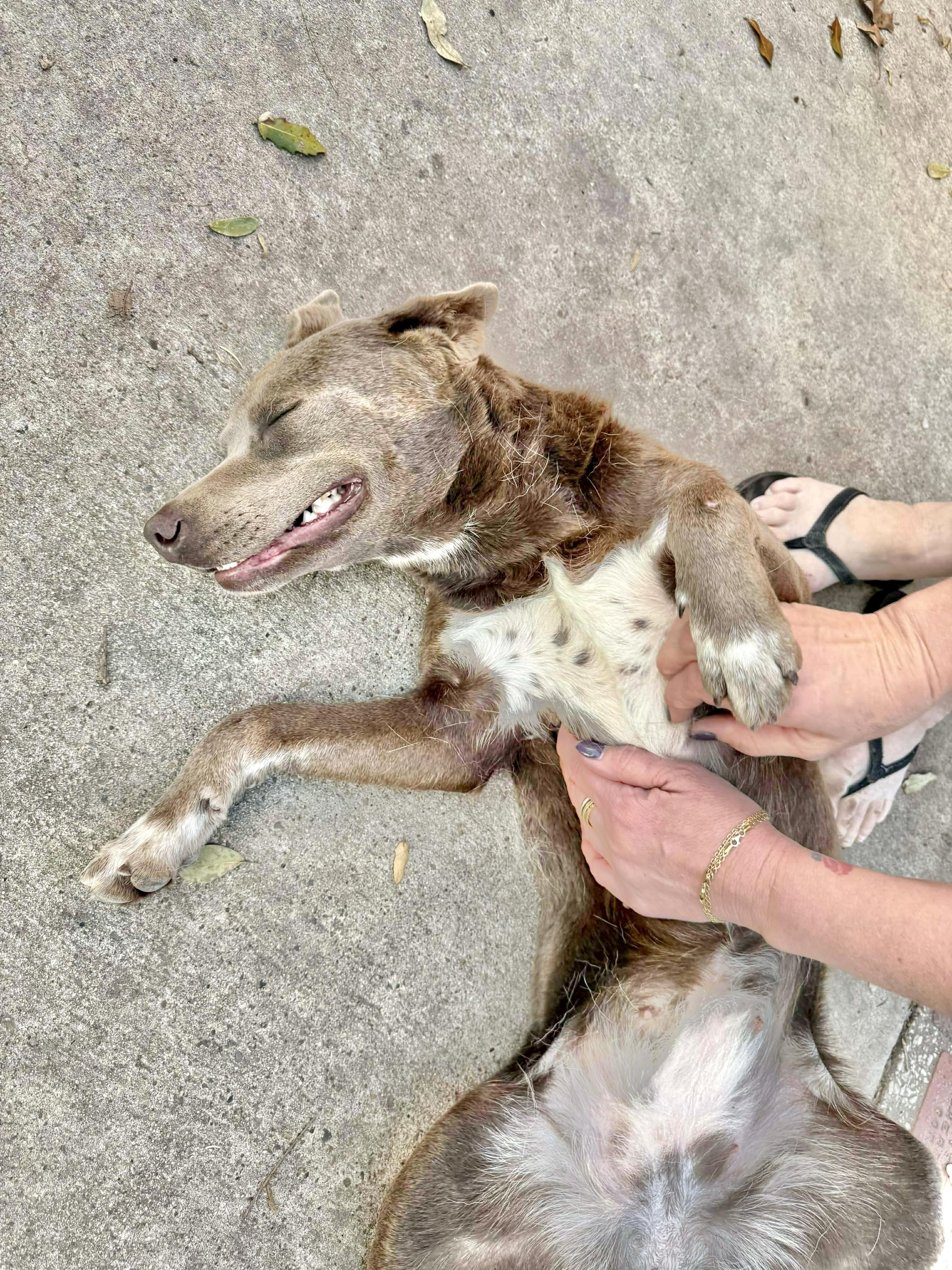 Enlarge Pearl, a Adoptable Cattle Dog in Rockford, IL image 6/6