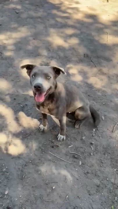 Enlarge Pearl, a Adoptable Cattle Dog in Rockford, IL video 2/6