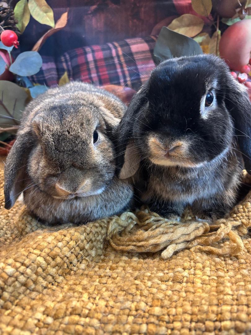 Olivia & Luna, a Adoptable mixed breed in Youngstown, OH image 2/3