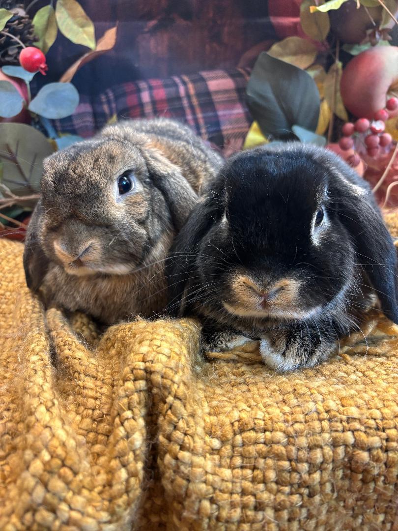 Olivia & Luna, a Adoptable mixed breed in Youngstown, OH image 3/3