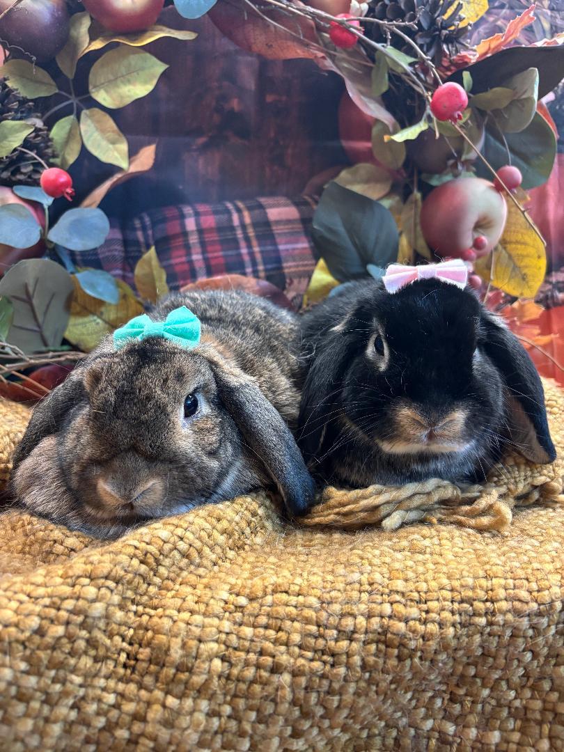Olivia & Luna, Adoptable, Young Female Mini Lop.