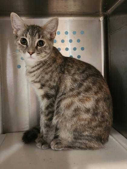 Enlarge Kat, a ADOPTABLE mixed breed in Fairfield, IA image 1/1