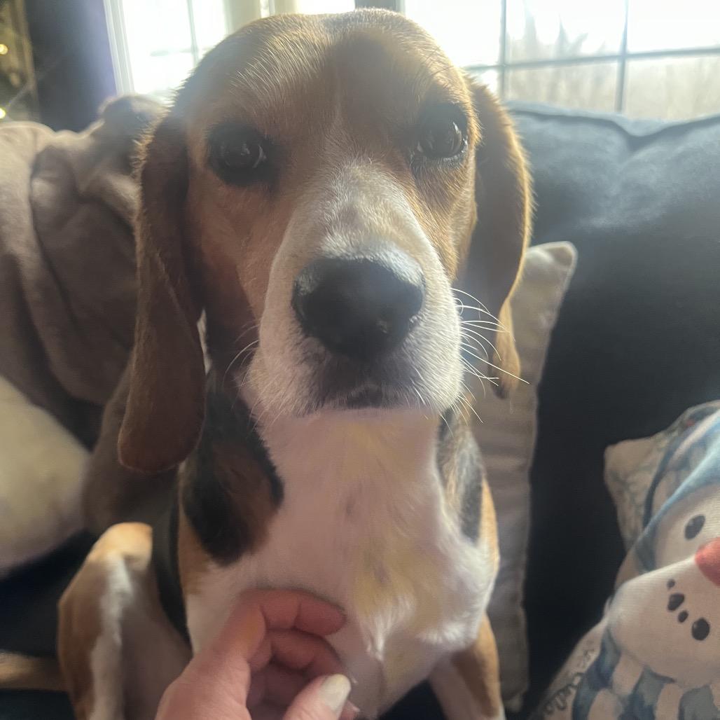 Levi, a Adoptable Beagle in Pineville, MO image 2/3