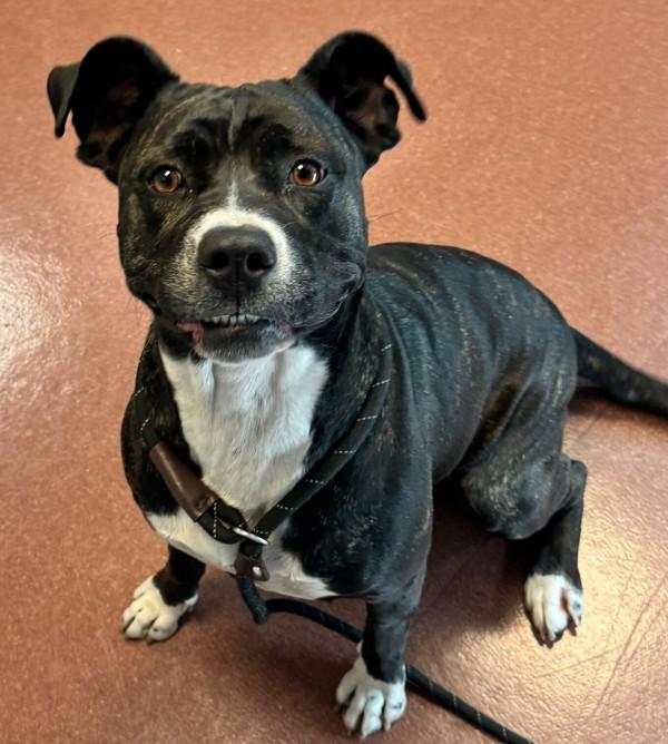 Moolah, Adoptable, Adult Female Pit Bull Terrier.