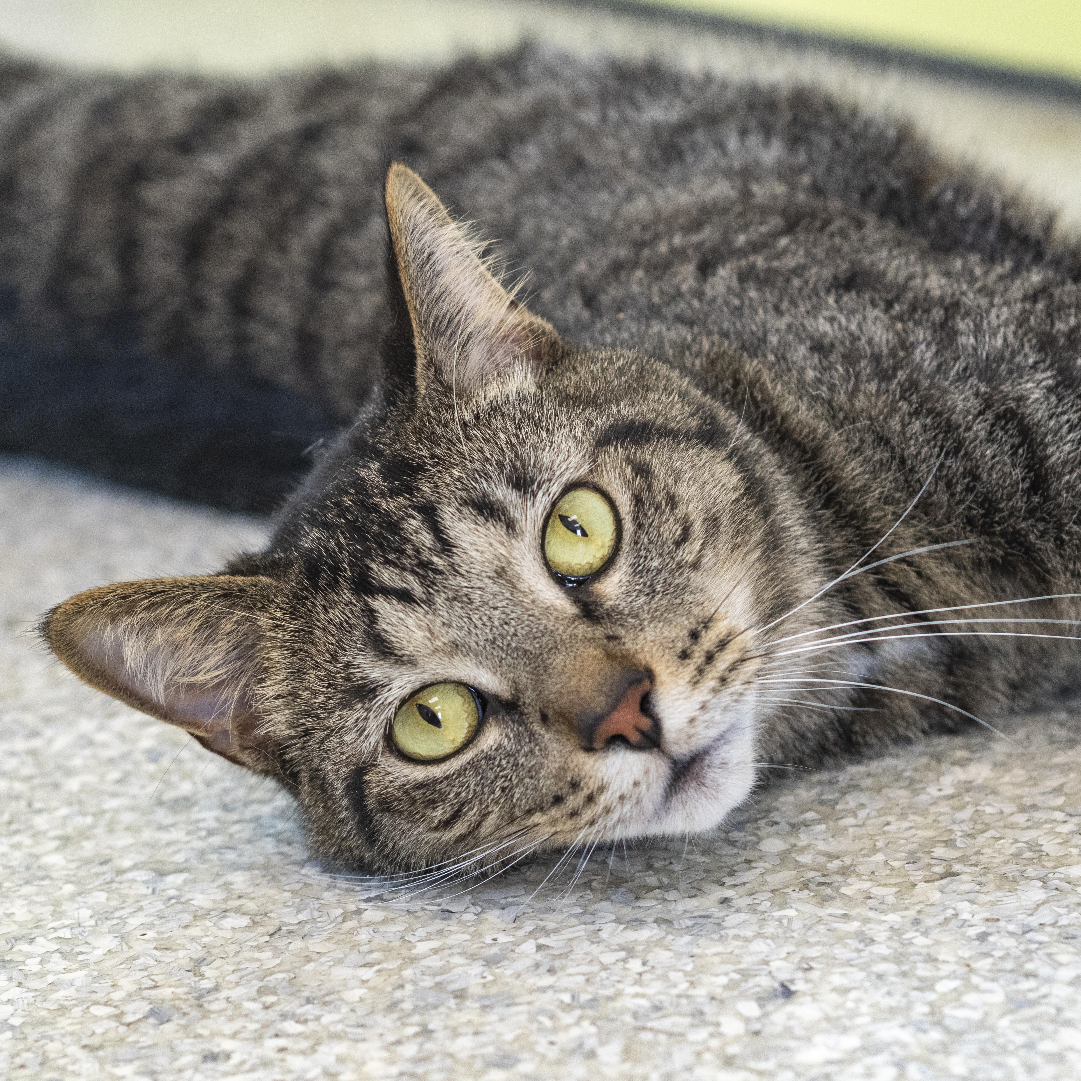 Cedric, Adoptable, Young Male Domestic Short Hair.