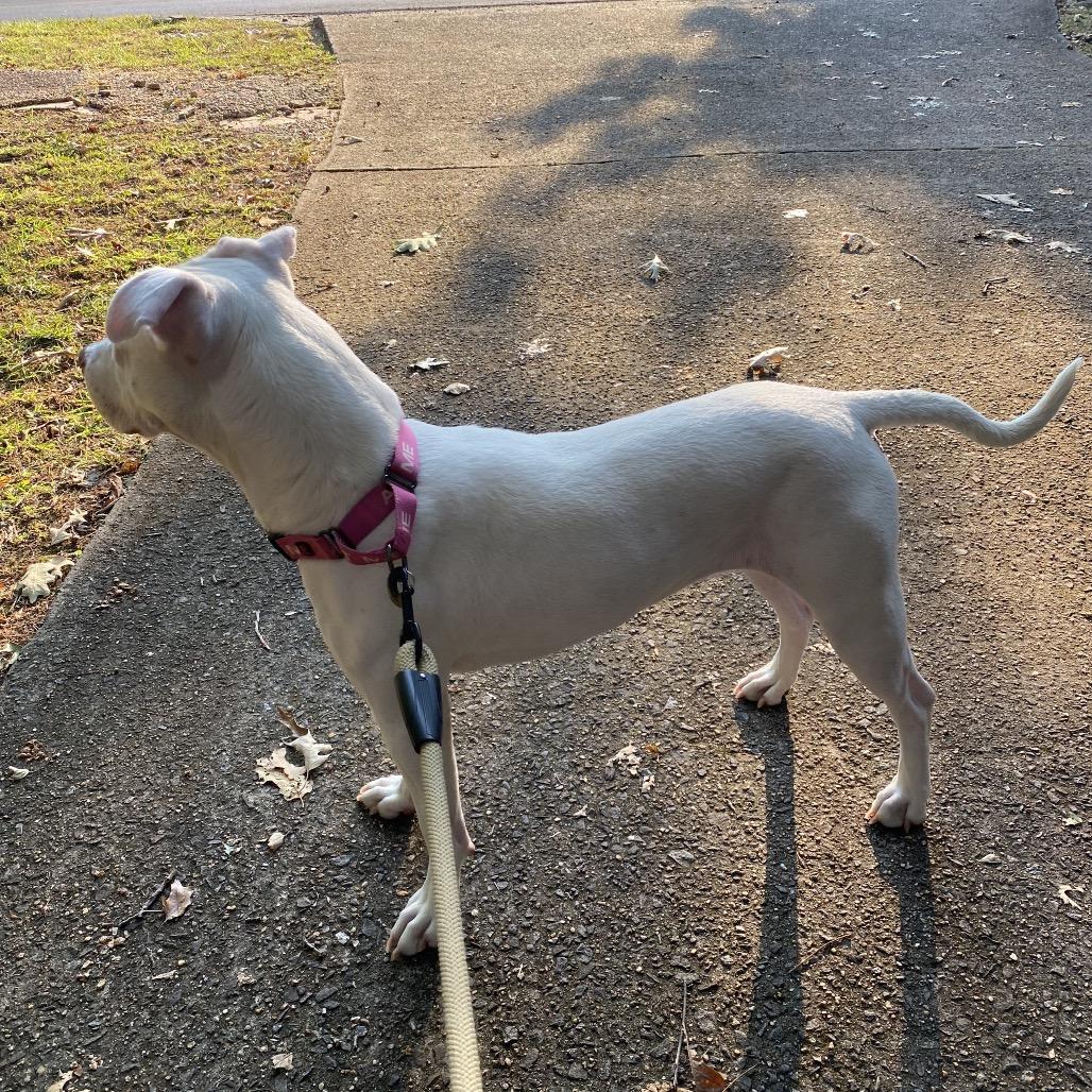 Enlarge Star (She is Deaf), a Adoptable Pit Bull Terrier in Austell, GA image 1/6