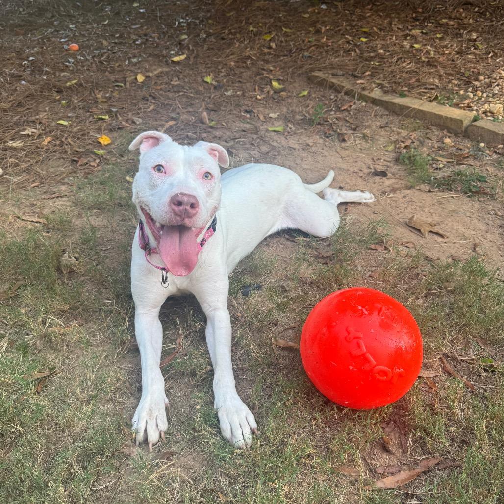 Enlarge Star (She is Deaf), a Adoptable Pit Bull Terrier in Austell, GA image 2/6