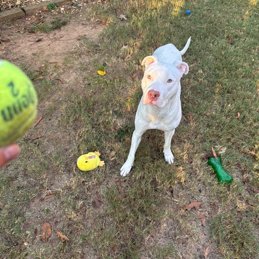 Enlarge Star (She is Deaf), a Adoptable Pit Bull Terrier in Austell, GA image 3/6