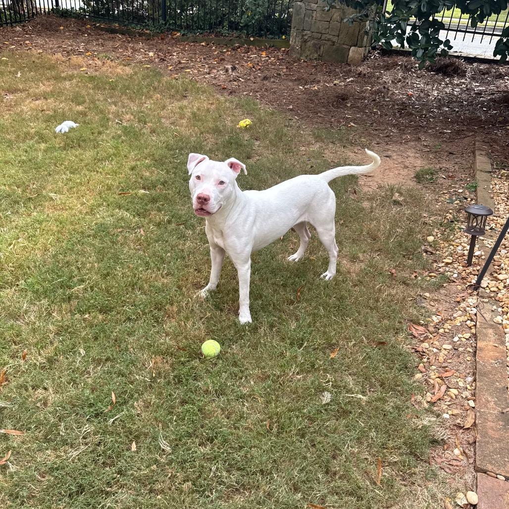 Enlarge Star (She is Deaf), a Adoptable Pit Bull Terrier in Austell, GA image 4/6