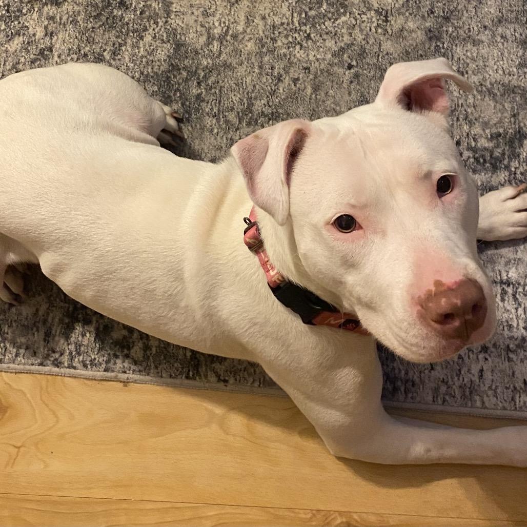 Enlarge Star (She is Deaf), a Adoptable Pit Bull Terrier in Austell, GA image 5/6