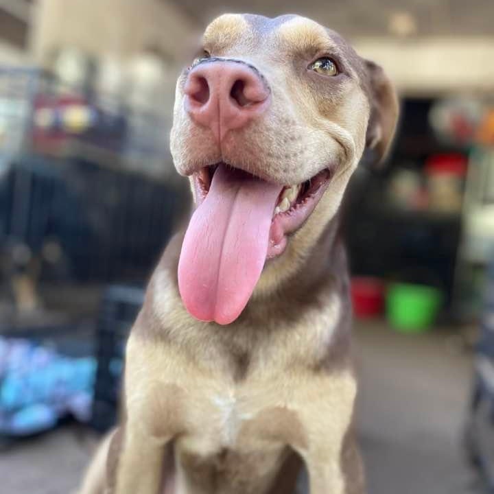 Enlarge Rugby, a Adoptable mixed breed in Whitestown, IN image 8/10